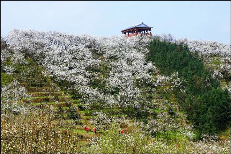 【春天，广西桂林灌阳县向您发出邀请！】我们在灌阳看梨花 - 游山玩水 - 郴州生活社区 - 郴州28生活网 chenzhou.28life.net