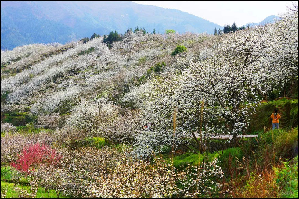【春天，广西桂林灌阳县向您发出邀请！】我们在灌阳看梨花 - 游山玩水 - 郴州生活社区 - 郴州28生活网 chenzhou.28life.net