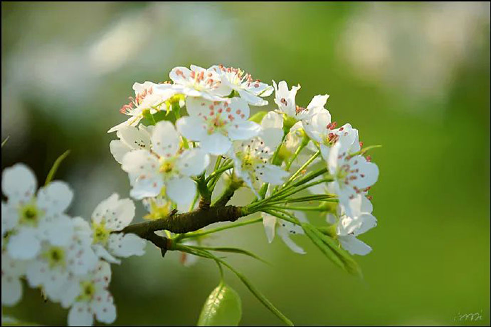 【春天，广西桂林灌阳县向您发出邀请！】我们在灌阳看梨花 - 游山玩水 - 郴州生活社区 - 郴州28生活网 chenzhou.28life.net