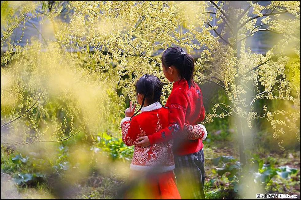 【春天，广西桂林灌阳县向您发出邀请！】米珠山前有片山苍子花在飘香 - 游山玩水 - 郴州生活社区 - 郴州28生活网 chenzhou.28life.net