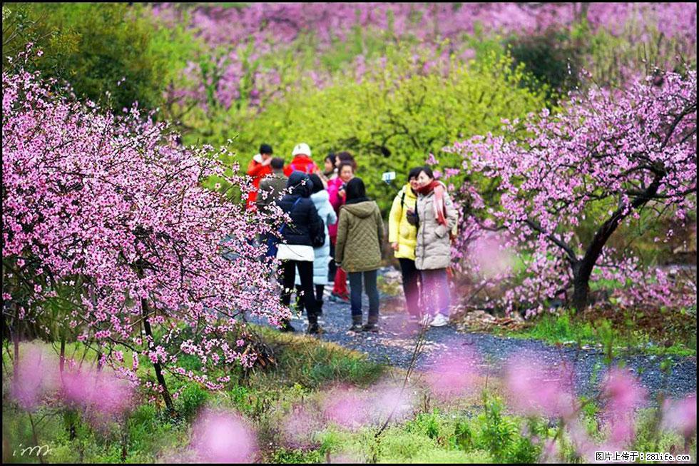 【春天，广西桂林灌阳县向您发出邀请！】官庄村有个醉美的桃花园 - 游山玩水 - 郴州生活社区 - 郴州28生活网 chenzhou.28life.net
