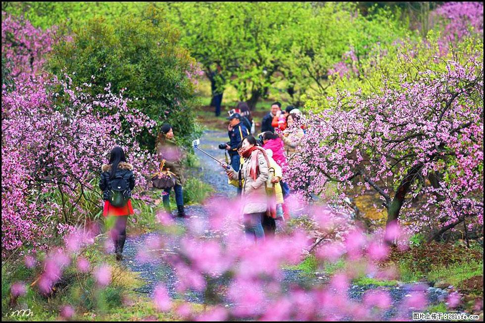 【春天，广西桂林灌阳县向您发出邀请！】官庄村有个醉美的桃花园 - 游山玩水 - 郴州生活社区 - 郴州28生活网 chenzhou.28life.net