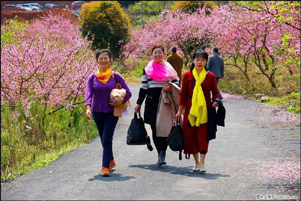 【春天，广西桂林灌阳县向您发出邀请！】官庄村有个醉美的桃花园 - 游山玩水 - 郴州生活社区 - 郴州28生活网 chenzhou.28life.net