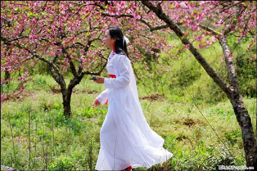 【春天，广西桂林灌阳县向您发出邀请！】官庄村有个醉美的桃花园 - 游山玩水 - 郴州生活社区 - 郴州28生活网 chenzhou.28life.net