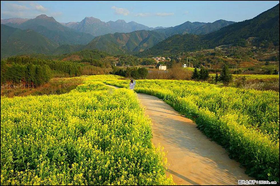 【春天，广西桂林灌阳县向您发出邀请！】长坪村油菜盛情花开 - 游山玩水 - 郴州生活社区 - 郴州28生活网 chenzhou.28life.net