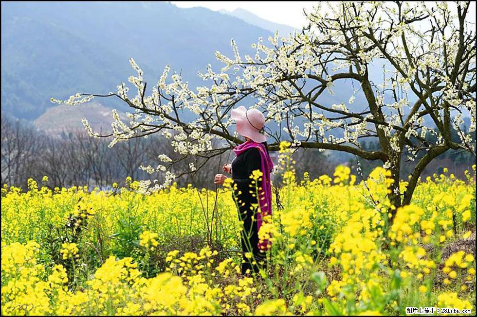 【春天，广西桂林灌阳县向您发出邀请！】长坪村油菜盛情花开 - 游山玩水 - 郴州生活社区 - 郴州28生活网 chenzhou.28life.net