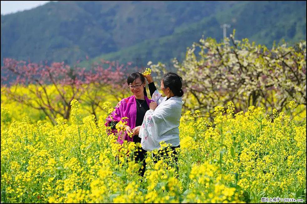 【春天，广西桂林灌阳县向您发出邀请！】长坪村油菜盛情花开 - 游山玩水 - 郴州生活社区 - 郴州28生活网 chenzhou.28life.net