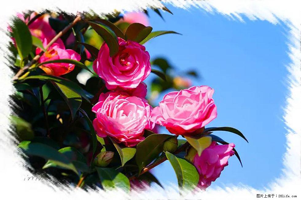 【春天，广西桂林灌阳县向您发出邀请！】杨柳井茶花惹人爱 - 游山玩水 - 郴州生活社区 - 郴州28生活网 chenzhou.28life.net