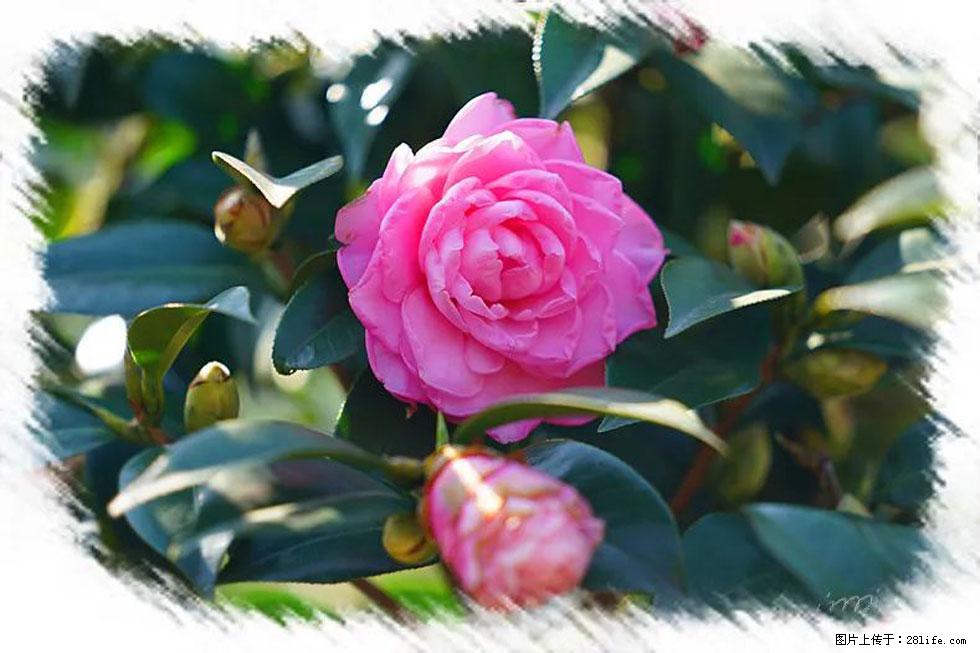 【春天，广西桂林灌阳县向您发出邀请！】杨柳井茶花惹人爱 - 游山玩水 - 郴州生活社区 - 郴州28生活网 chenzhou.28life.net