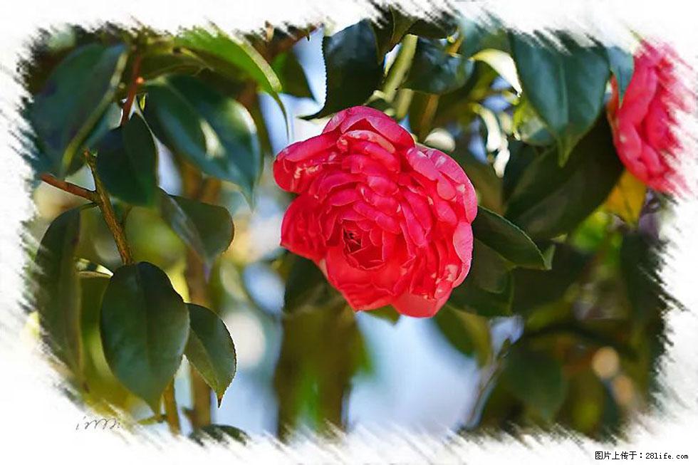 【春天，广西桂林灌阳县向您发出邀请！】杨柳井茶花惹人爱 - 游山玩水 - 郴州生活社区 - 郴州28生活网 chenzhou.28life.net