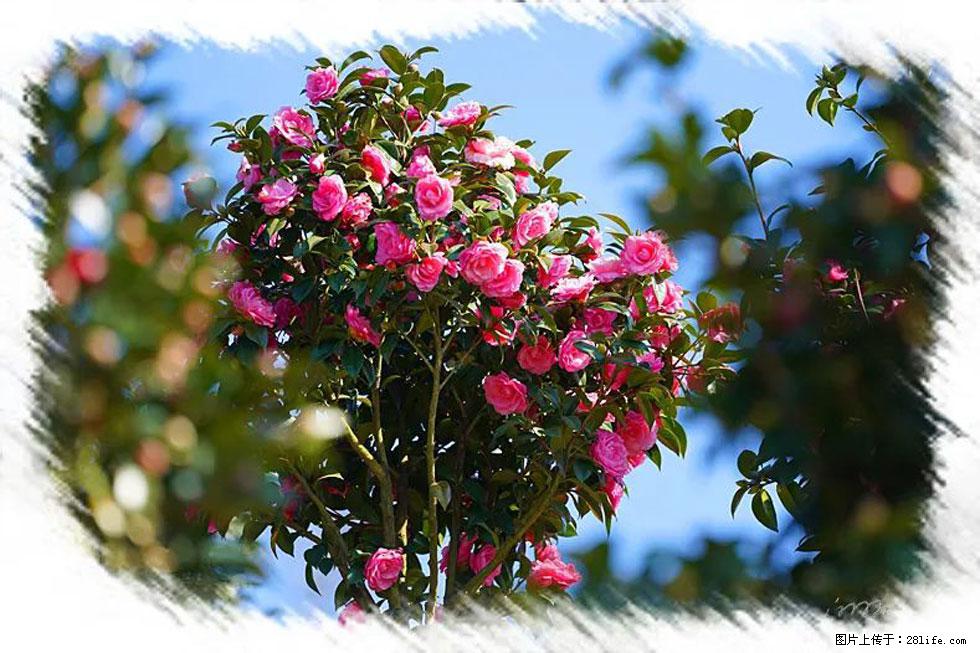 【春天，广西桂林灌阳县向您发出邀请！】杨柳井茶花惹人爱 - 游山玩水 - 郴州生活社区 - 郴州28生活网 chenzhou.28life.net