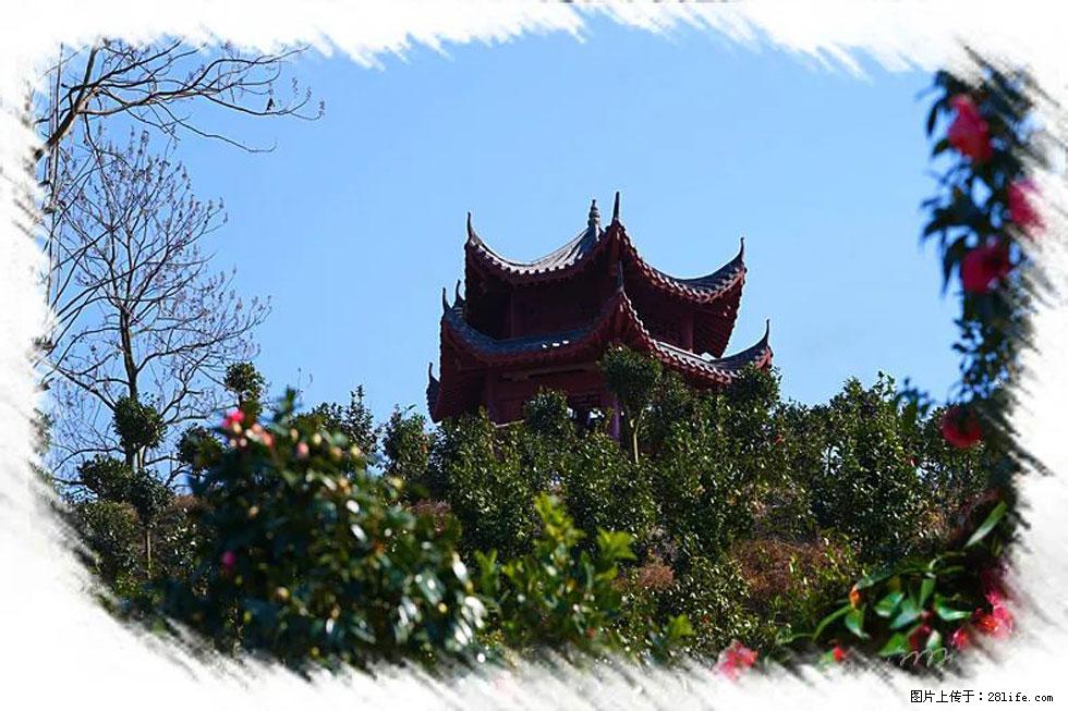 【春天，广西桂林灌阳县向您发出邀请！】杨柳井茶花惹人爱 - 游山玩水 - 郴州生活社区 - 郴州28生活网 chenzhou.28life.net
