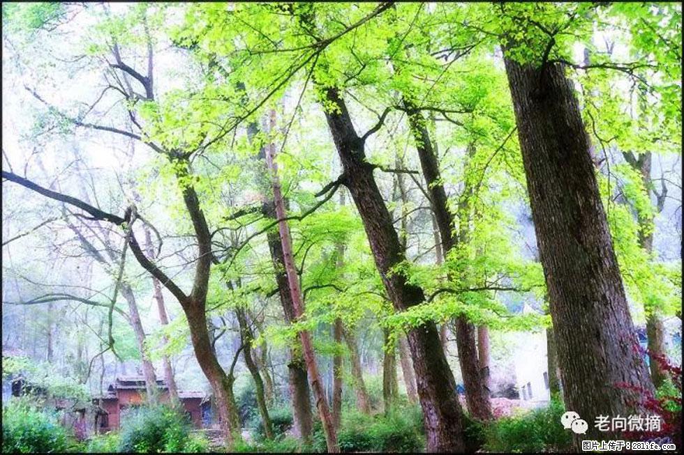 【春天，广西桂林灌阳县向您发出邀请！】在小龙村与春天约会 - 游山玩水 - 郴州生活社区 - 郴州28生活网 chenzhou.28life.net
