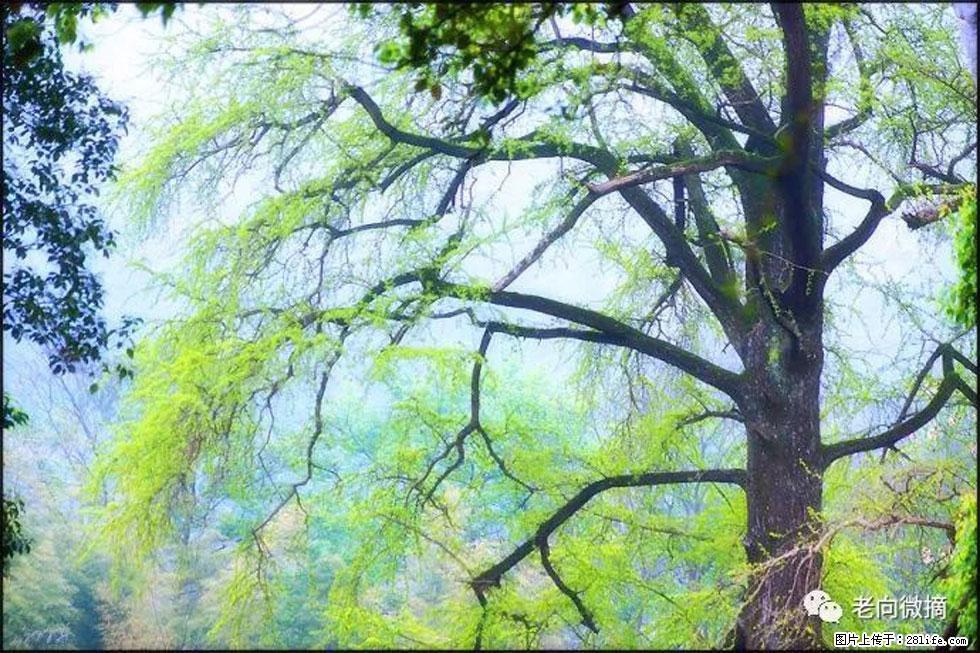 【春天，广西桂林灌阳县向您发出邀请！】在小龙村与春天约会 - 游山玩水 - 郴州生活社区 - 郴州28生活网 chenzhou.28life.net