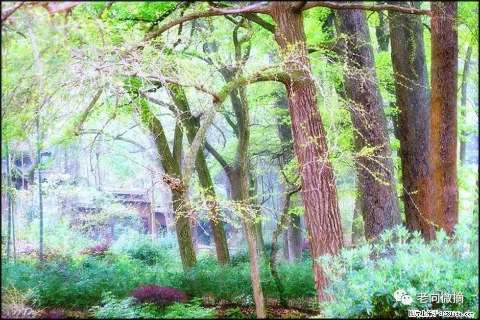 【春天，广西桂林灌阳县向您发出邀请！】在小龙村与春天约会 - 游山玩水 - 郴州生活社区 - 郴州28生活网 chenzhou.28life.net