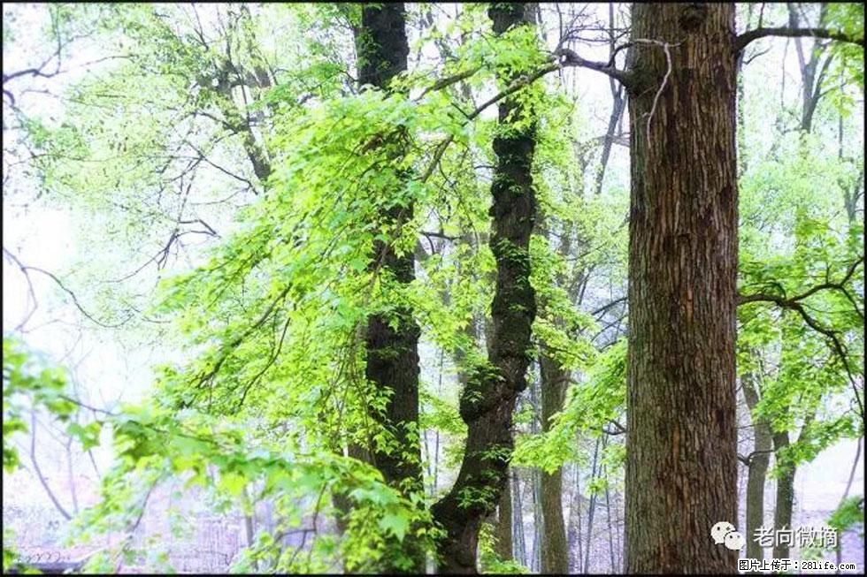 【春天，广西桂林灌阳县向您发出邀请！】在小龙村与春天约会 - 游山玩水 - 郴州生活社区 - 郴州28生活网 chenzhou.28life.net