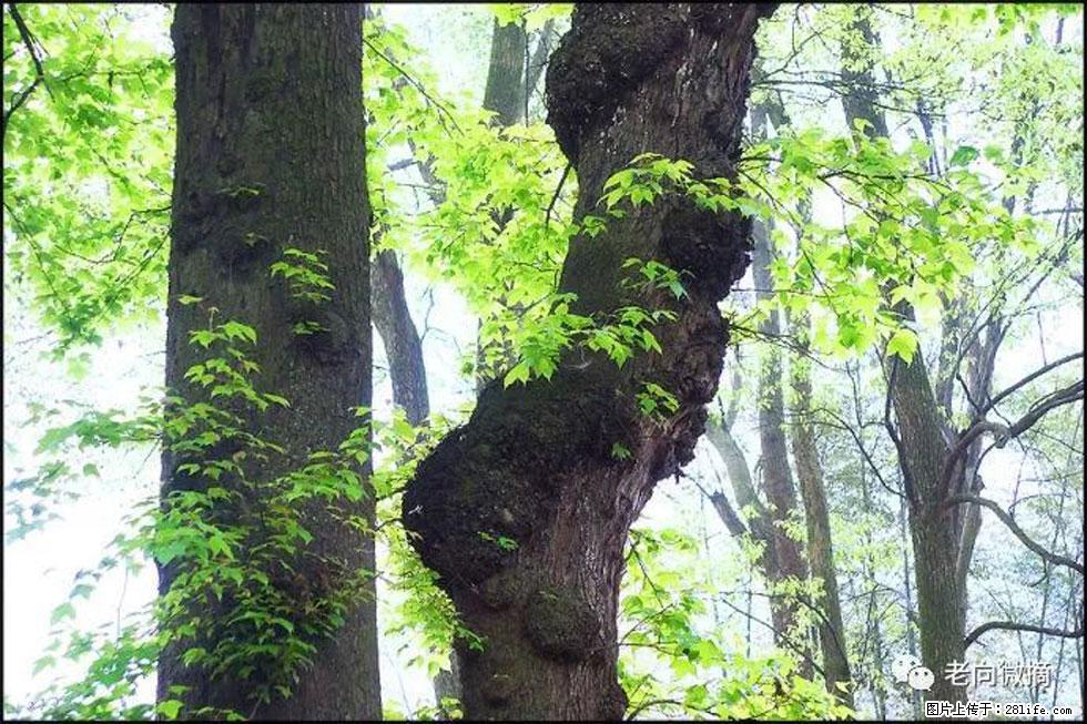【春天，广西桂林灌阳县向您发出邀请！】在小龙村与春天约会 - 游山玩水 - 郴州生活社区 - 郴州28生活网 chenzhou.28life.net