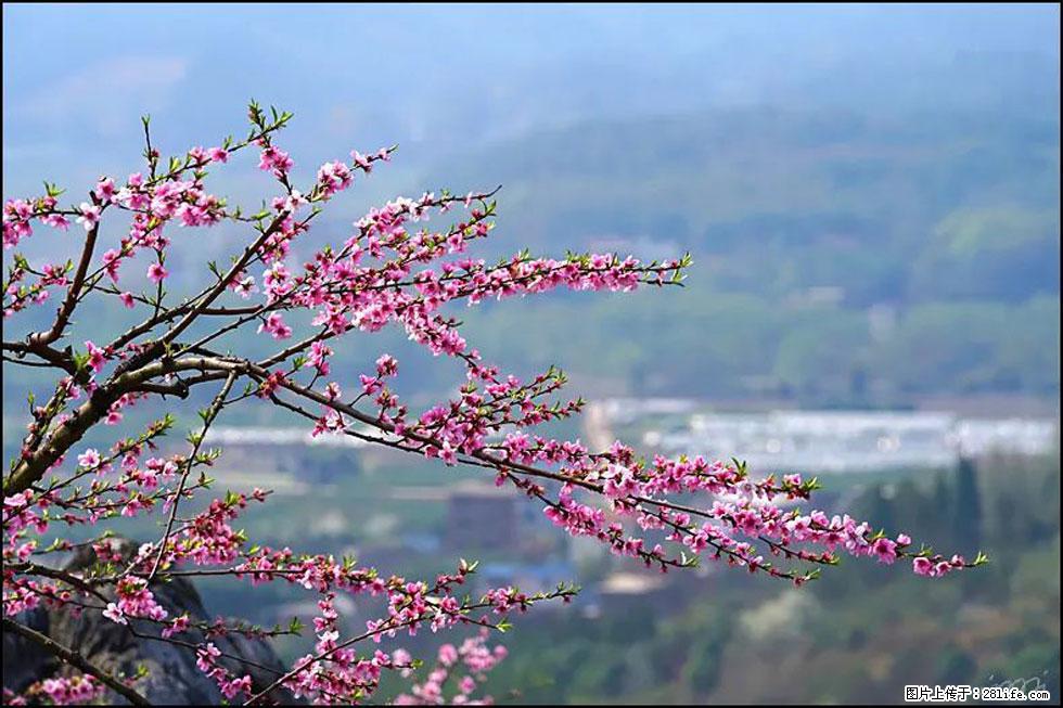 【春天，广西桂林灌阳县向您发出邀请！】望月岭上桃花开 - 游山玩水 - 郴州生活社区 - 郴州28生活网 chenzhou.28life.net