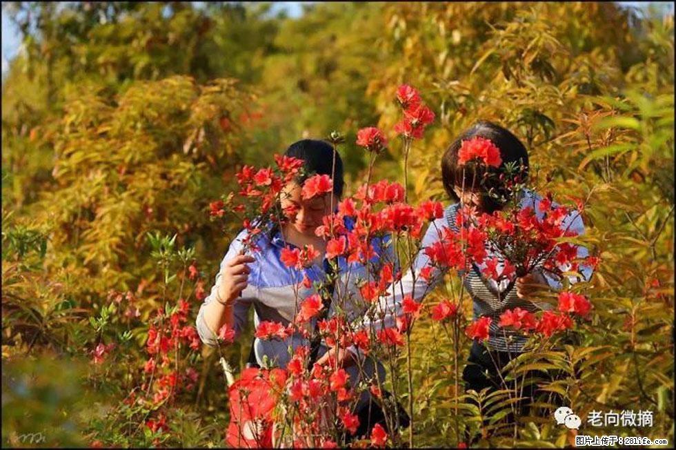 【春天，广西桂林灌阳县向您发出邀请！】登麒麟山，相约映山红 - 游山玩水 - 郴州生活社区 - 郴州28生活网 chenzhou.28life.net