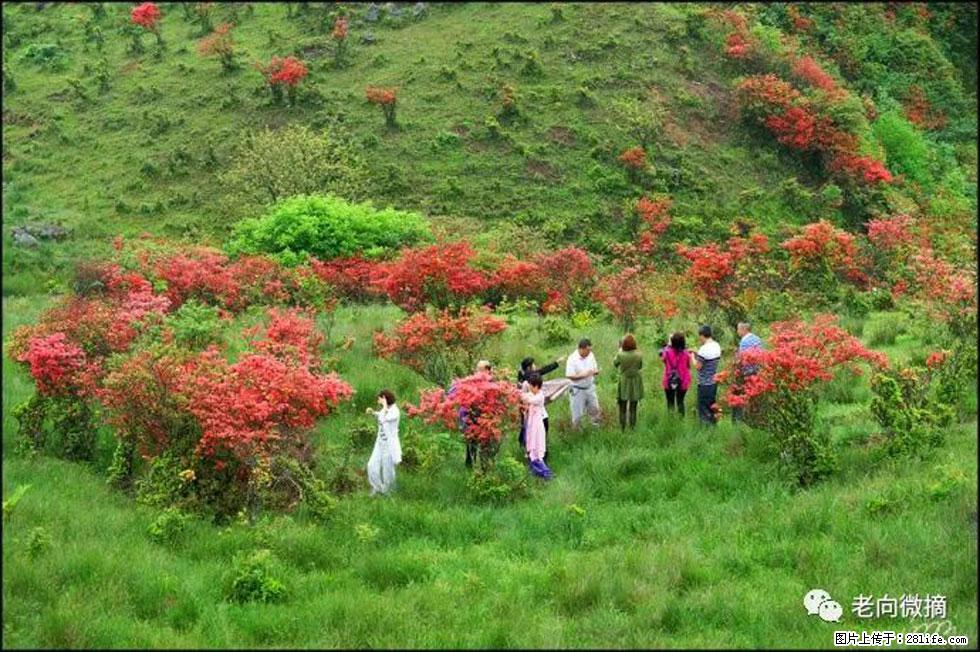 【春天，广西桂林灌阳县向您发出邀请！】宝盖山上映山红 - 游山玩水 - 郴州生活社区 - 郴州28生活网 chenzhou.28life.net