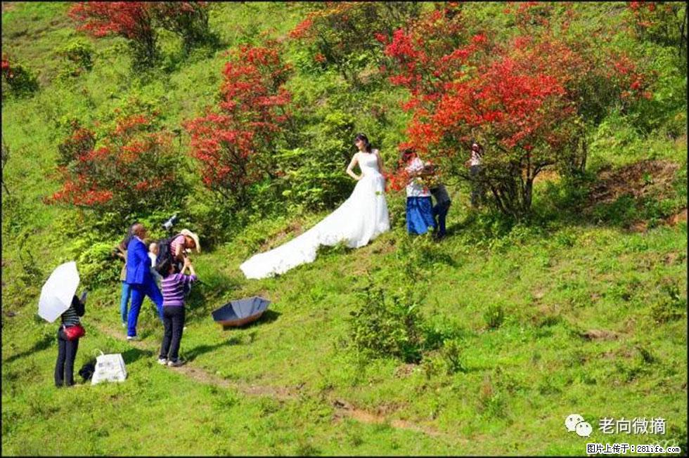 【春天，广西桂林灌阳县向您发出邀请！】宝盖山上映山红 - 游山玩水 - 郴州生活社区 - 郴州28生活网 chenzhou.28life.net