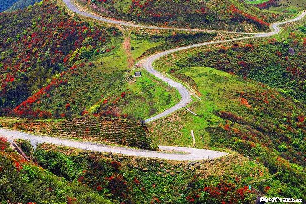 【春天，广西桂林灌阳县向您发出邀请！】春木界上映山红 - 游山玩水 - 郴州生活社区 - 郴州28生活网 chenzhou.28life.net