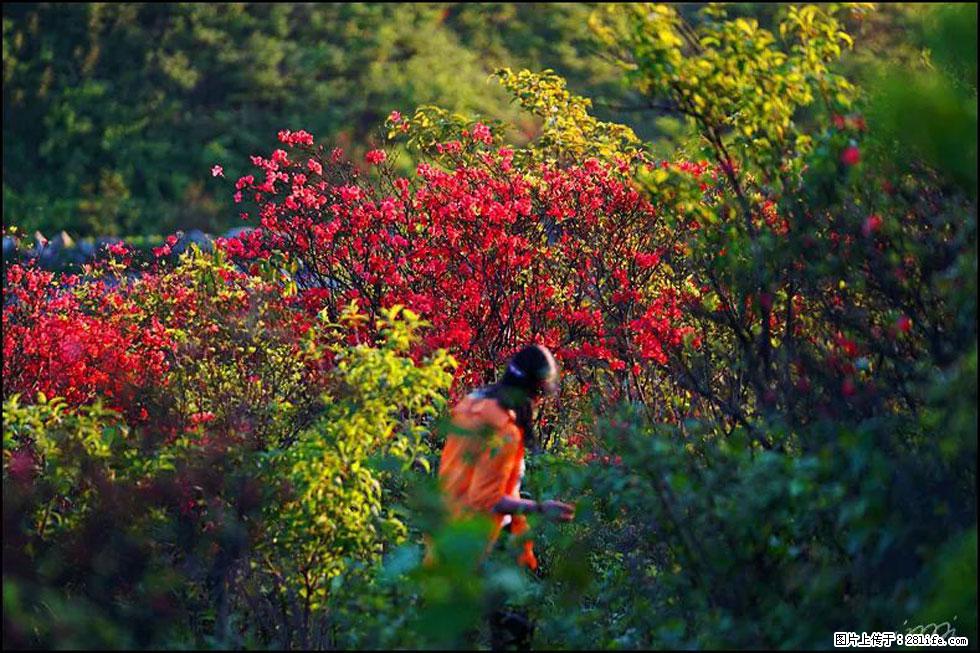 【春天，广西桂林灌阳县向您发出邀请！】春木界上映山红 - 游山玩水 - 郴州生活社区 - 郴州28生活网 chenzhou.28life.net