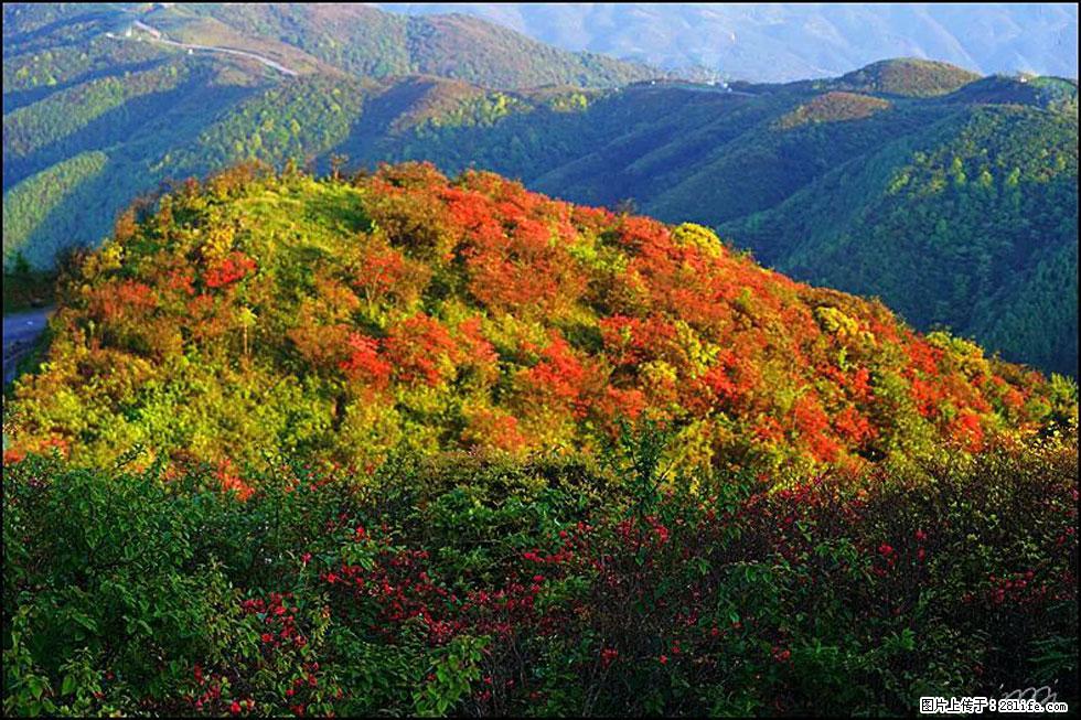 【春天，广西桂林灌阳县向您发出邀请！】春木界上映山红 - 游山玩水 - 郴州生活社区 - 郴州28生活网 chenzhou.28life.net