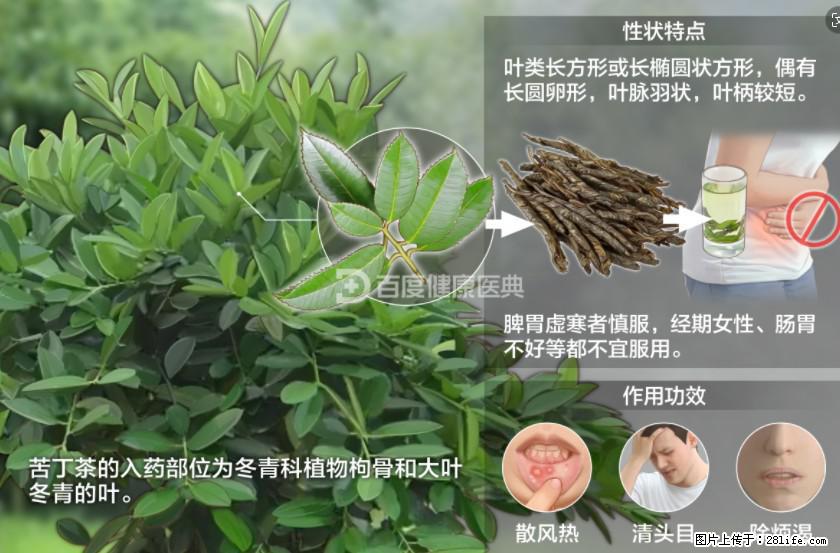 苦丁茶有哪些功效和作用 - 生活百科 - 郴州生活社区 - 郴州28生活网 chenzhou.28life.net