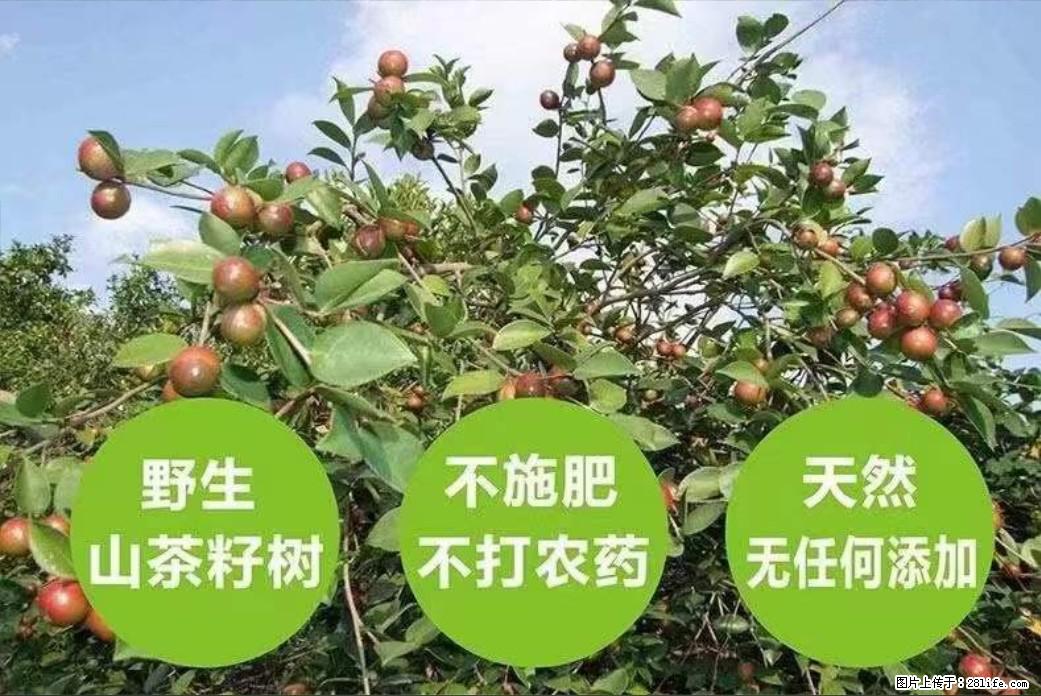 【灌阳县油茶产业示范区】一个有着充实的精神生活的人，对待身外之物自会有一种淡泊的态度 - 美食天地 - 郴州生活社区 - 郴州28生活网 chenzhou.28life.net