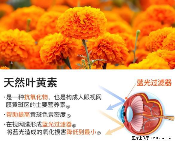 叶黄素有什么功效和作用 - 生活百科 - 郴州生活社区 - 郴州28生活网 chenzhou.28life.net