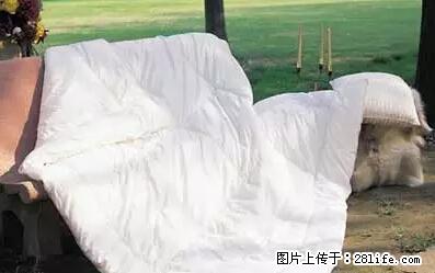 被子有异味？只要这样做，比晒太阳还强100倍！ - 家居生活 - 郴州生活社区 - 郴州28生活网 chenzhou.28life.net