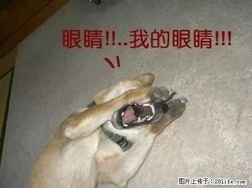 笑癫了！一女的怀孕三年未生，他终于忍不住了... - 娱乐八卦 - 郴州生活社区 - 郴州28生活网 chenzhou.28life.net