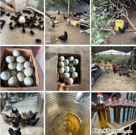 油茶园从小鸡仔开始养起的纯土鸡、土鸡蛋可以预定啦！还有前几天刚榨的纯山茶油哦 - 美食天地 - 郴州生活社区 - 郴州28生活网 chenzhou.28life.net