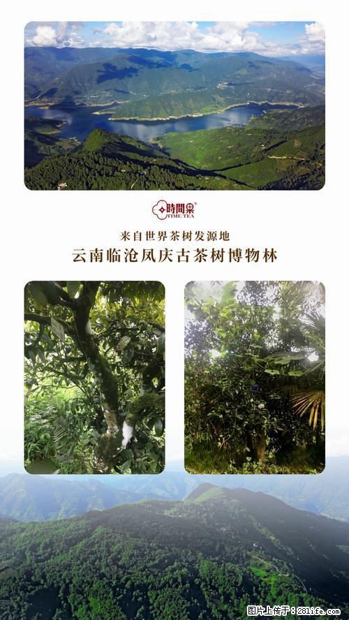 时间果百年古树2025年春红茶 - 购物交流 - 郴州生活社区 - 郴州28生活网 chenzhou.28life.net