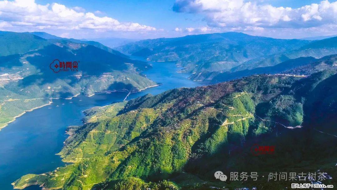 时间果百年古树龙珠普洱生茶 - 购物交流 - 郴州生活社区 - 郴州28生活网 chenzhou.28life.net
