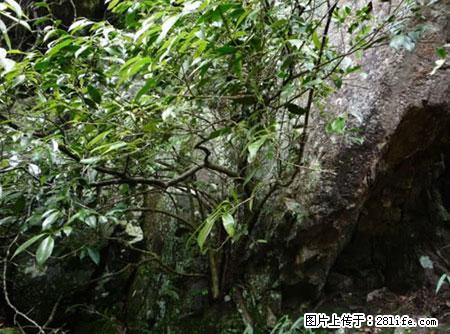 平乐石崖茶，珍贵仅次于金花茶 - 郴州生活资讯 - 郴州28生活网 chenzhou.28life.net