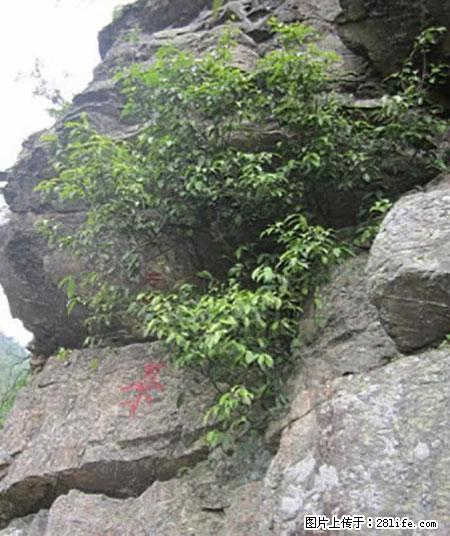 平乐石崖茶，珍贵仅次于金花茶 - 郴州生活资讯 - 郴州28生活网 chenzhou.28life.net