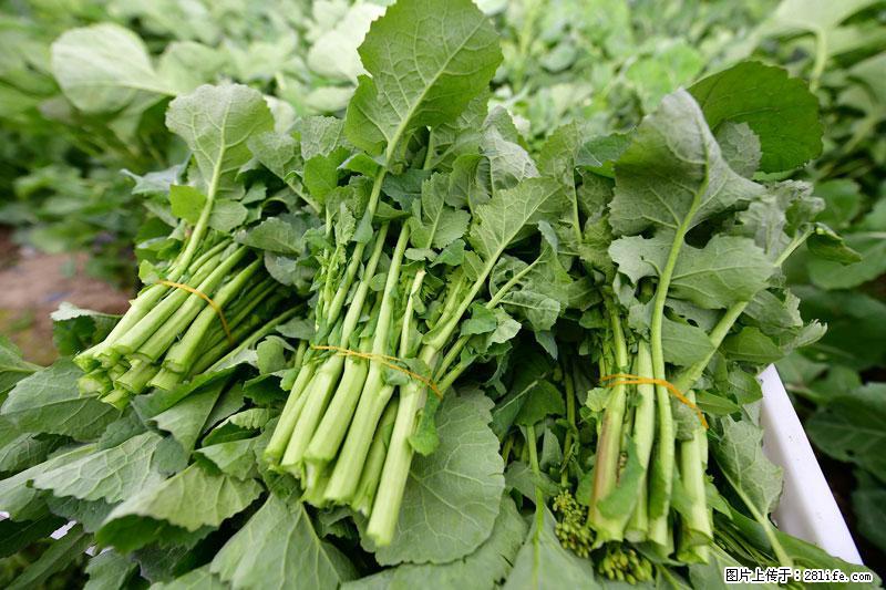 这些蔬菜是“天然钙片”，这6种被医生重点推荐 - 郴州生活资讯 - 郴州28生活网 chenzhou.28life.net